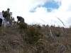 New plantings