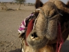 Laal, my camel