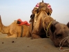 Tired Camel