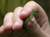 Gecko