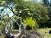 Elephant foot