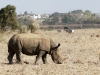 02rhino1