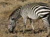 03zebra3