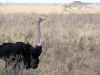08ostrich2