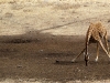 13giraffe3