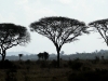 15trees