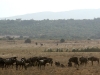 17wildebeest1