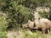 19rhino2