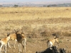 20wildebeesthartebeest