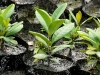 Seedlings