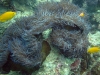 Anemone