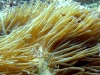 Clownfish