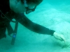 Sea spider, I believe