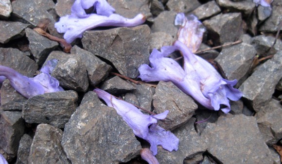 jacaranda Nairobi's version of magnolia