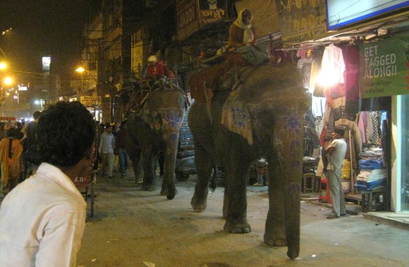 elephants1