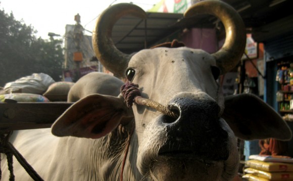 snotnosedcow snotnosedcow