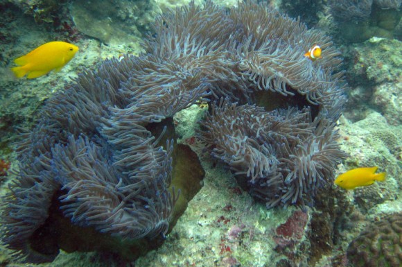anemone2