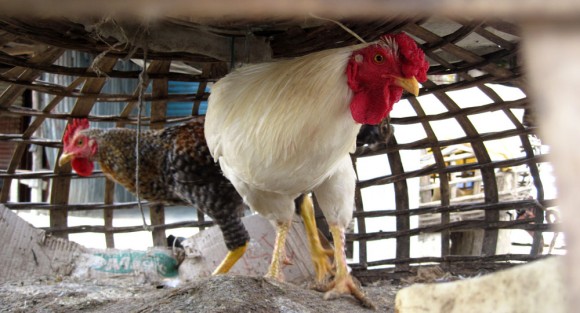 chicken Pretty healthy for an Indian chicken
