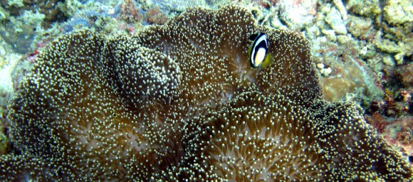 clownfish2