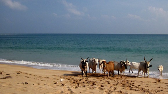 cows I had to share the beach only with these guys