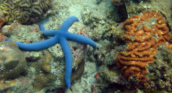 seastar