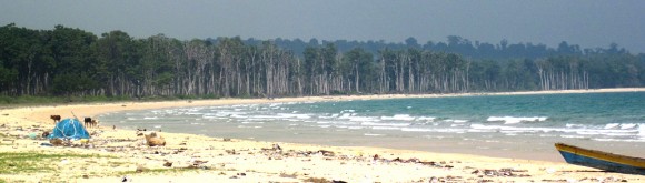tsunamitrees2 Dead, bleached trees are the most visible legacy of the tsunami