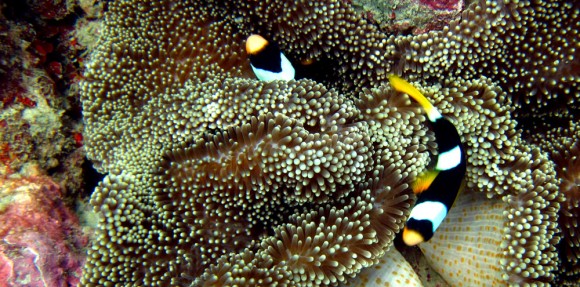 clownfish5
