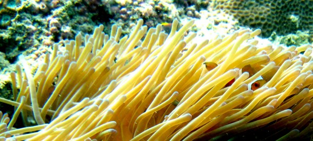 clownfish6