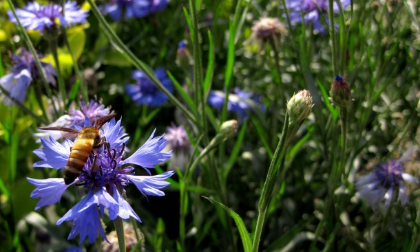 bee