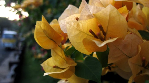 bougainvillea