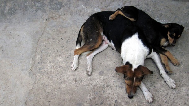 dog1