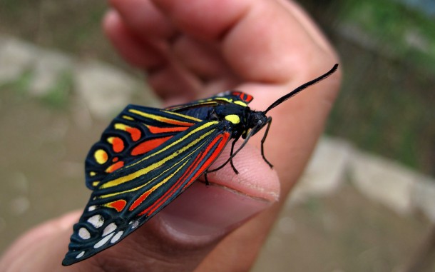 butterfly