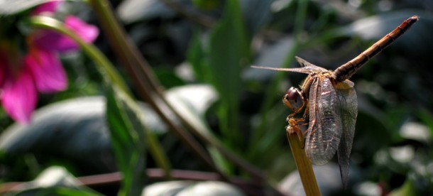dragonfly