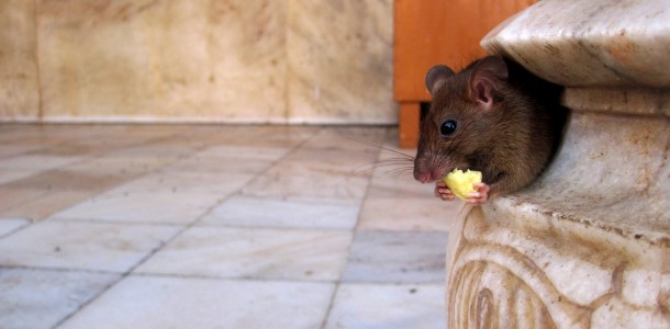 rat1
