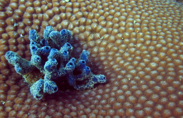 coral2
