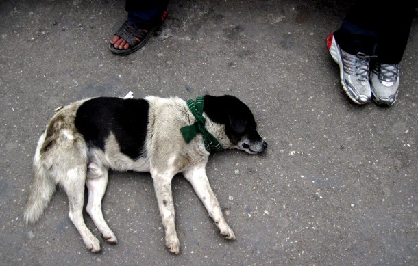 darjeelingdog