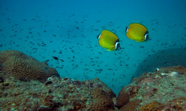 butterflyfish2