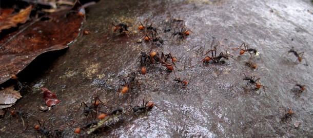 bitingants