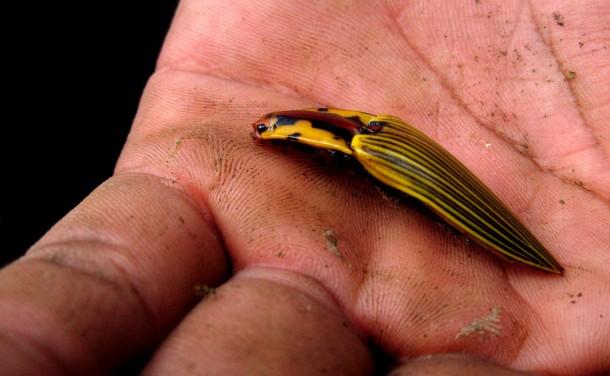 insecto