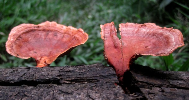 mushrooms