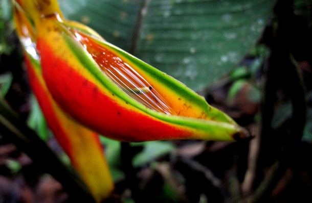 orchid