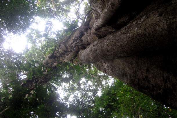 primarytree