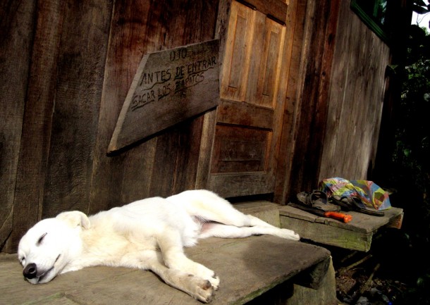 tiredpooch