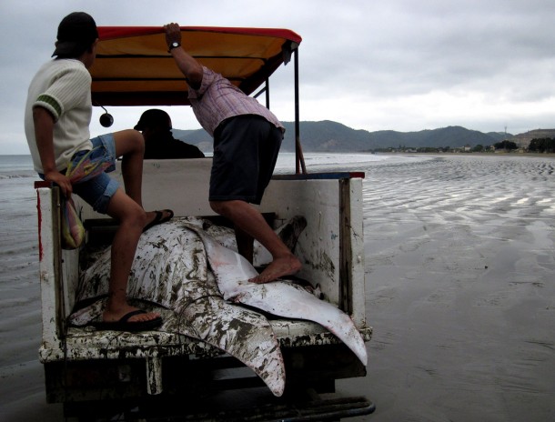 bycatch3