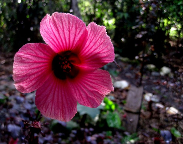 flower