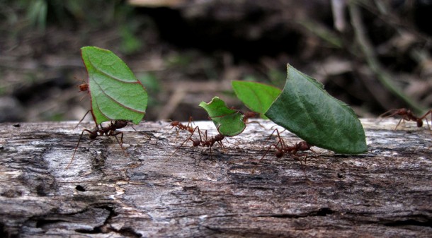 leafcutterants