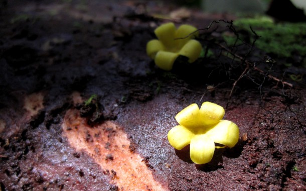tinyflowers