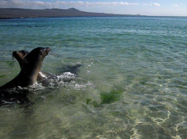 sealionplay
