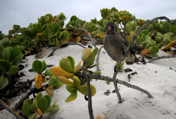 finch