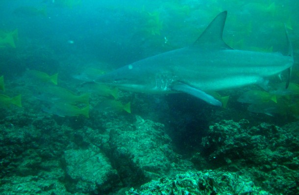 galapagosshark